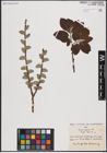 Foto von Salix caprea L.